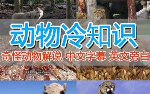 外面卖1699的国外纪录片解说(动物解说、美食、动画片)稳过中视频-聚富社